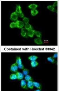 COL4A3BP, Polyclonal, Invitrogen 100&mu;L; Unconjugated:Antibodies, Polyclonal