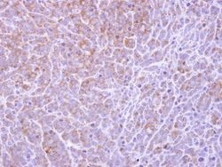 COL4A3BP, Polyclonal, Invitrogen 100&mu;L; Unconjugated:Antibodies, Polyclonal