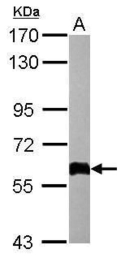 COL4A3BP, Polyclonal, Invitrogen 100&mu;L; Unconjugated:Antibodies, Polyclonal