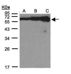 COL4A3BP, Polyclonal, Invitrogen 100&mu;L; Unconjugated:Antibodies, Polyclonal