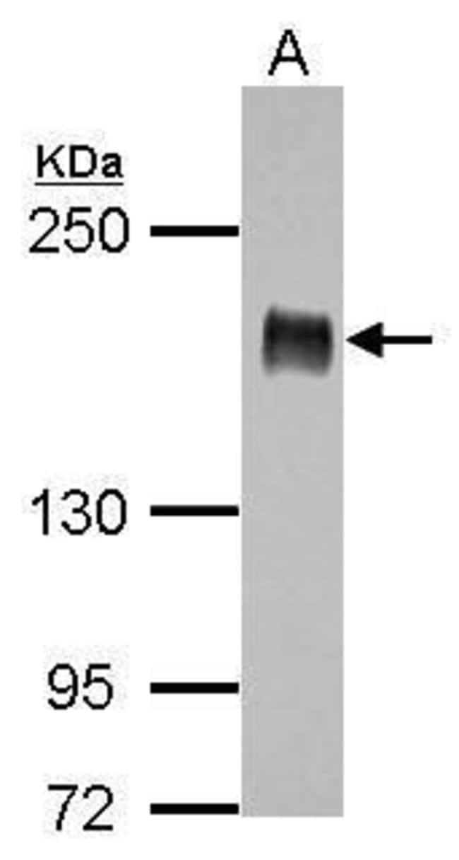 IRS1 Polyclonal Antibody, Invitrogen™ 100 μL; Unconjugated IRS1