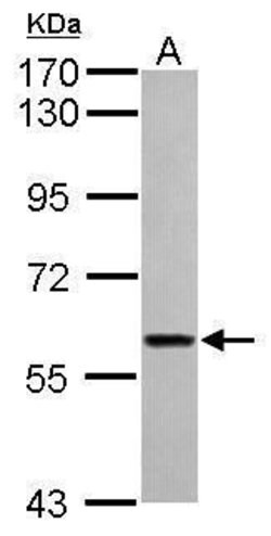 ITFG1 Rabbit anti-Human, Polyclonal, Invitrogen 100 &mu;L; Unconjugated:Antibodies,