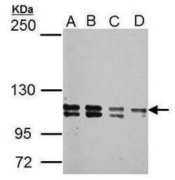 GLI1, Polyclonal, Invitrogen 100&mu;L; Unconjugated:Antibodies, Polyclonal