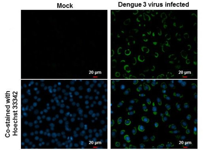 Dengue Virus Type 2 NS1 Rabbit anti-Virus, Polyclonal, Invitrogen 100 ...