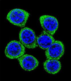 XKR4 Rabbit anti-Human, Polyclonal, Invitrogen 400 &mu;L; Unconjugated:Antibodies,