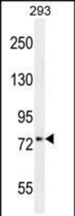 XKR4 Rabbit anti-Human, Polyclonal, Invitrogen 400 &mu;L; Unconjugated:Antibodies,