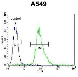 MYBPHL Rabbit anti-Human, Polyclonal, Invitrogen 400 &mu;L; Unconjugated:Antibodies,