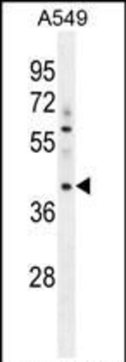 MYBPHL Rabbit anti-Human, Polyclonal, Invitrogen 400 &mu;L; Unconjugated:Antibodies,