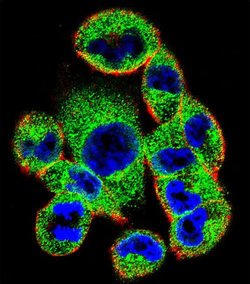 SOCS4 Rabbit anti-Human, Polyclonal, Invitrogen 400 &mu;L; Unconjugated:Antibodies,