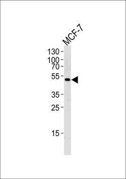 SOCS4 Rabbit anti-Human, Polyclonal, Invitrogen 400 &mu;L; Unconjugated:Antibodies,