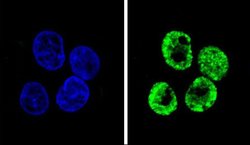 Cyclin I2 Rabbit anti-Human, Polyclonal, Invitrogen 400 &mu;L; Unconjugated:Antibodies,