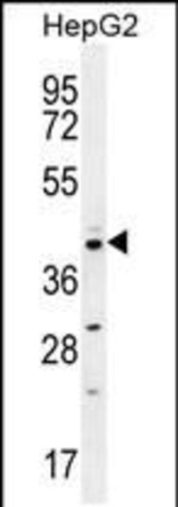 Cyclin I2 Rabbit anti-Human, Polyclonal, Invitrogen 400 &mu;L; Unconjugated:Antibodies,