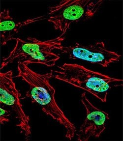 Nkx1.1 Rabbit anti-Human, Polyclonal, Invitrogen 400 μL; Unconjugated:Antibodies,