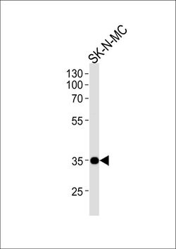 Nkx1.1 Rabbit anti-Human, Polyclonal, Invitrogen 400 μL; Unconjugated:Antibodies,