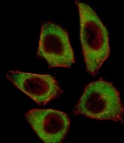 TAIP12 Rabbit anti-Human, Polyclonal, Invitrogen 400 &mu;L; Unconjugated:Antibodies,