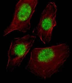 TAF9 Rabbit anti-Human, Polyclonal, Invitrogen 400 μL; Unconjugated:Antibodies,