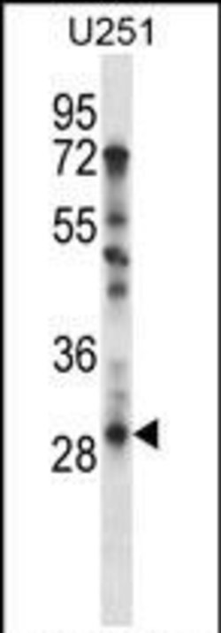 TAF9 Rabbit anti-Human, Polyclonal, Invitrogen 400 μL; Unconjugated:Antibodies,