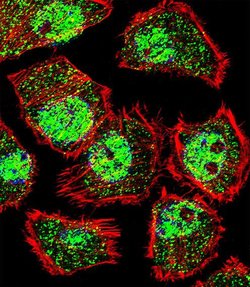 KLF9 Rabbit anti-Human, Polyclonal, Invitrogen 400 &mu;L; Unconjugated:Antibodies,