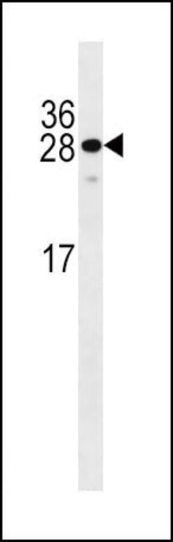 KLF9 Rabbit anti-Human, Polyclonal, Invitrogen 400 &mu;L; Unconjugated:Antibodies,