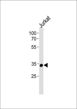 SNAPC2 Rabbit anti-Human, Polyclonal, Invitrogen 400 &mu;L; Unconjugated:Antibodies,