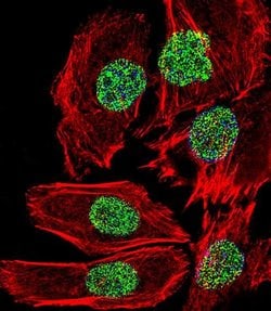 Fra2 Rabbit anti-Human, Polyclonal, Invitrogen 400 μL; Unconjugated:Antibodies,