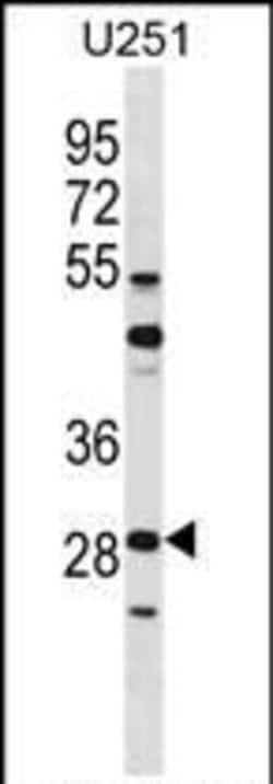 Fra2 Rabbit anti-Human, Polyclonal, Invitrogen 400 μL; Unconjugated:Antibodies,