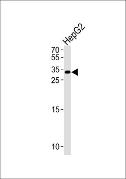 Nkx6.3 Rabbit anti-Human, Polyclonal, Invitrogen 400 &mu;L; Unconjugated:Antibodies,