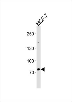 ZNF483 Rabbit anti-Human, Polyclonal, Invitrogen 400 &mu;L; Unconjugated:Antibodies,