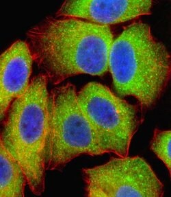 NFkB p65 Rabbit anti-Human, Polyclonal, Invitrogen 400 &mu;L; Unconjugated:Antibodies,