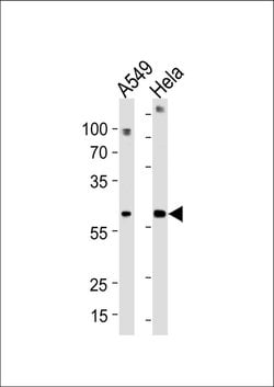 FAM50A Rabbit anti-Human, Polyclonal, Invitrogen 400 &mu;L; Unconjugated:Antibodies,