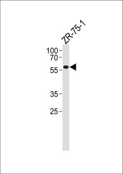 PPP2R2A Rabbit anti-Human, Polyclonal, Invitrogen 400 μL; Unconjugated:Antibodies,