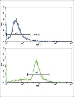 MCCC2 Rabbit anti-Human, Mouse, Rat, Polyclonal, Invitrogen 400 &mu;L;