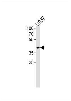 Apolipoprotein L1 Rabbit anti-Human, Polyclonal, Invitrogen 400 &mu;L;