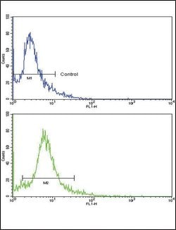 SKP2 Rabbit anti-Human, Polyclonal, Invitrogen 400 &mu;L; Unconjugated:Antibodies,