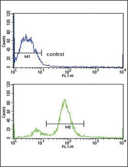 BMI-1 Rabbit anti-Human, Polyclonal, Invitrogen 400 μL; Unconjugated:Antibodies,