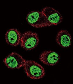 BMI-1 Rabbit anti-Human, Polyclonal, Invitrogen 400 μL; Unconjugated:Antibodies,
