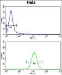 UHRF1 Rabbit anti-Human, Polyclonal, Invitrogen 400 &mu;L; Unconjugated:Antibodies,