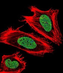 UHRF1 Rabbit anti-Human, Polyclonal, Invitrogen 400 &mu;L; Unconjugated:Antibodies,