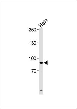 UHRF1 Rabbit anti-Human, Polyclonal, Invitrogen 400 &mu;L; Unconjugated:Antibodies,