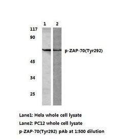 Invitrogen Phospho-Zap-70 (Tyr292) Polyclonal Antibody 100 &mu;L | Buy Online | Invitrogen&trade; | Fisher Scientific