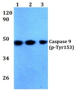 Invitrogen Phospho-Caspase 9 (Tyr153) Polyclonal Antibody 100 &mu;L; Unconjugated:Antibodies,