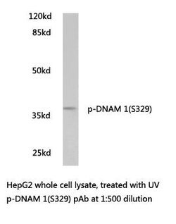 Invitrogen Phospho-CD226 (Ser329) Polyclonal Antibody 100 &mu;L; Unconjugated:Antibodies,