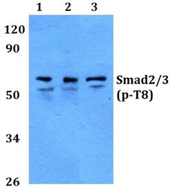Invitrogen Phospho-SMAD2/SMAD3 (Thr8) Polyclonal Antibody 100 &mu;L; Unconjugated:Antibodies,