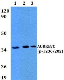 Invitrogen Phospho-Aurora B/C (Thr236, Thr202) Polyclonal Antibody 100