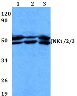 Invitrogen JNK1/JNK2/JNK3 Polyclonal Antibody 100 &mu;L; Unconjugated:Antibodies,