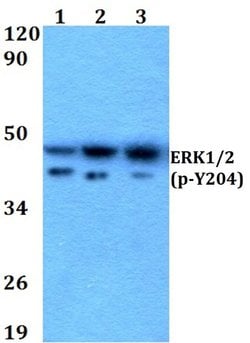Invitrogen Phospho-ERK1/ERK2 (Tyr204) Polyclonal Antibody 100 &mu;L; Unconjugated:Antibodies,