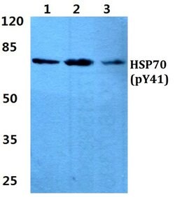Invitrogen Phospho-HSP70 (Tyr41) Polyclonal Antibody 100 &mu;L; Unconjugated:Antibodies,