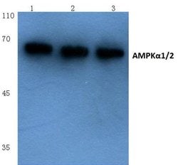 Invitrogen AMPK alpha-1,2 Polyclonal Antibody 100 &mu;L; Unconjugated:Antibodies,