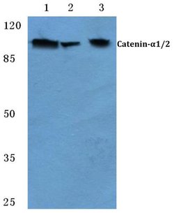 Invitrogen alpha Catenin Polyclonal Antibody 100 μL; Unconjugated:Antibodies,