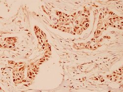 Invitrogen Cyclin A Polyclonal Antibody 100 &mu;L; Unconjugated:Antibodies,